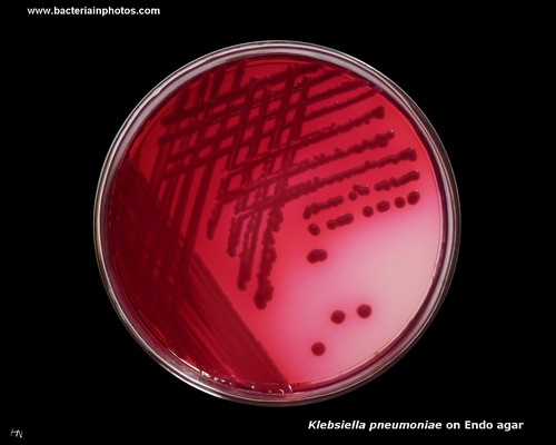 klebsiella colonies on Endo(lactose fermentation)
